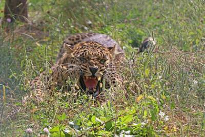 Леопард напал на сотрудника компании-производителя вакцин - lenta.ru - Индия - Пуна - штат Махараштра