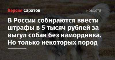 В России собираются ввести штрафы в 5 тысяч рублей за выгул собак без намордника. Но только некоторых пород - nversia.ru - Россия