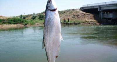 Список мест, где с 1 ноября введен запрет на ловлю рыбы - cxid.info - ЛНР - Славяносербск - Экология