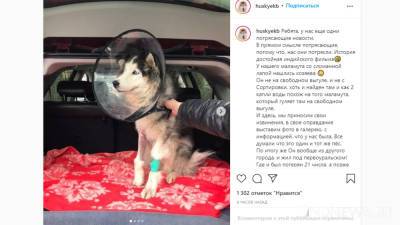 Хозяева нашли пропавшего пса в другом городе - newdaynews.ru - Екатеринбург - Первоуральск