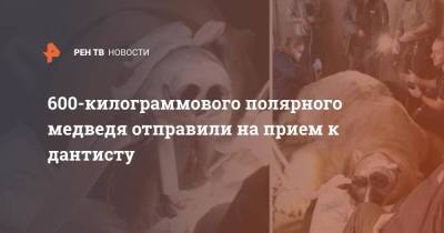 600-килограммового полярного медведя отправили на прием к дантисту - ren.tv - Англия