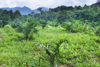 Названы самые разрушительные для планеты леса - lenta.ru - Гондурас - Индонезия