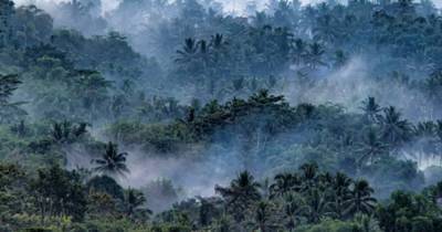 Названы самые разрушительные для Земли леса - ren.tv - США - Гондурас - Индонезия - Экология