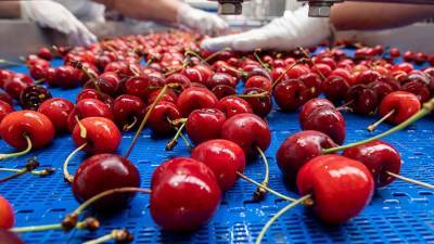 Елена Соломатина - Диетолог назвала полезные для сна продукты - iz.ru - Израиль