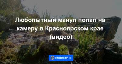 Любопытный манул попал на камеру в Красноярском крае (видео) - news.mail.ru - Россия - Красноярский край