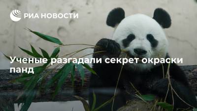 Ученые разгадали секрет окраски панд - ria.ru - Москва - Китай - Англия - Финляндия - Великобритания
