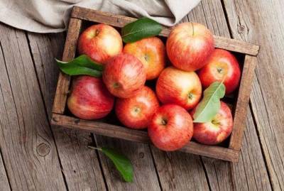 Правила хранения урожая яблок - skuke.net