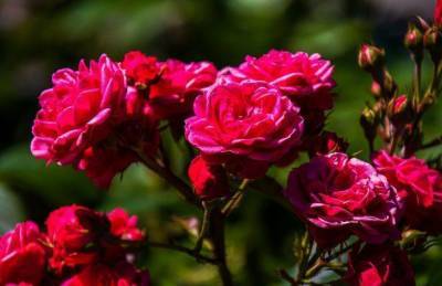 Какие растения посадить рядом с розами: опытные садоводы назвали лучшие варианты - skuke.net