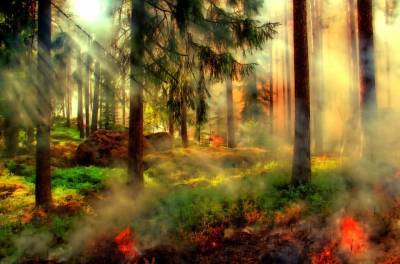 В Австрии на протяжении нескольких дней не могут потушить масштабный лесной пожар и мира - cursorinfo.co.il - Австрия - Сирия - Германия - Гондурас