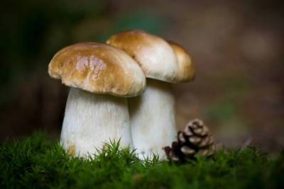 Что мы знаем о грибах? - skuke.net