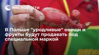 В Польше собираются продавать некрасивые овощи и фрукты, а не выбрасывать их, как раньше - ria.ru - Москва - Польша - Дания - Экология