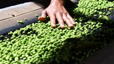 Латвия закупила в России большие объёмы гороха и другой агропродукции - eadaily.com - Россия - Бельгия - Турция - Испания - Пакистан - Латвия