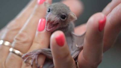 «Милая зверушка»: Летучую мышь нашли в одной из столичных квартир - vm.ru - Москва