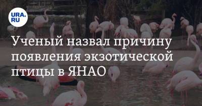 Ученый назвал причину появления экзотической птицы в ЯНАО - ura.news - Россия - Ноябрьск - Югра - окр. Янао