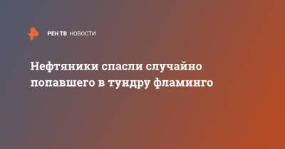 Нефтяники спасли случайно попавшего в тундру фламинго - ren.tv