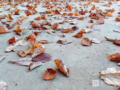 Ноябрь в Нижегородской области ожидается теплым - vgoroden.ru - Нижегородская обл.