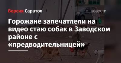 Горожане запечатлели на видео стаю собак в Заводском районе с «предводительницей» - nversia.ru - Саратова