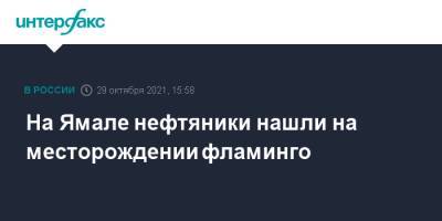 На Ямале нефтяники нашли на месторождении фламинго - interfax.ru - Москва - Ноябрьск