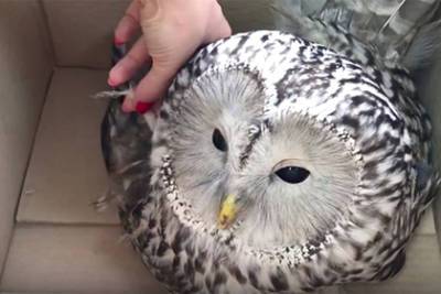 Житель Набережных Челнов спас сову со сломанным крылом - lenta.ru - Набережные Челны