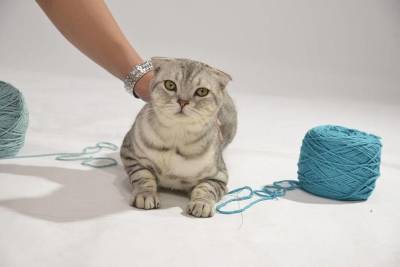 Клубок с пряжей – не игрушка для кошек и котят - skuke.net