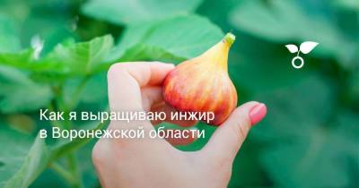 Как я выращиваю инжир в Воронежской области - skuke.net - Воронежская обл. - Виноград