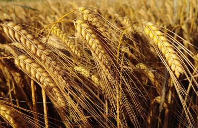 Украина вышла на рекорд по экспорту ячменя: названы основные покупатели - agroportal.ua - Китай - Украина - Израиль - Турция - Саудовская Аравия - Ливия - Тунис - Алжир - Марокко - Ливан - Иордания