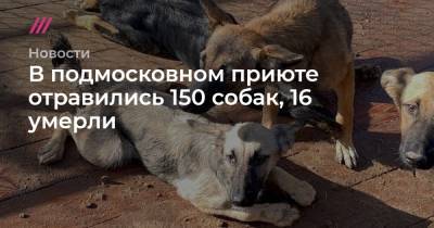 В подмосковном приюте отравились 150 собак, 16 умерли - tvrain.ru