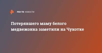 Потерявшего маму белого медвежонка заметили на Чукотке - ren.tv - Россия - Чукотка