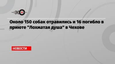 Около 150 собак отравились и 16 погибло в приюте «Лохматая душа» в Чехове - echo.msk.ru - Москва