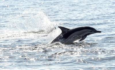 DR (Дания): 1 428 мертвых дельфинов раскололи фарерцев на два лагеря - obzor.lt - Россия - Мальта - Дания - Фарерские Острова