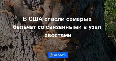 Анна Лысенко - В США спасли семерых бельчат со связанными в узел хвостами - news.mail.ru - США - шт. Мичиган
