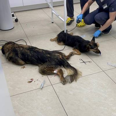Липецкая зоозащитница в Подмосковье спасает отравившихся собак - lipetskmedia.ru - Московская обл. - Липецкая обл.