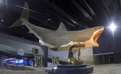 Videnskab (Дания): почему вымерла гигантская акула мегалодон? - inosmi.ru - Дания