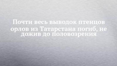 Почти весь выводок птенцов орлов из Татарстана погиб, не дожив до половозрения - chelny-izvest.ru - респ. Татарстан - Донецкая обл.
