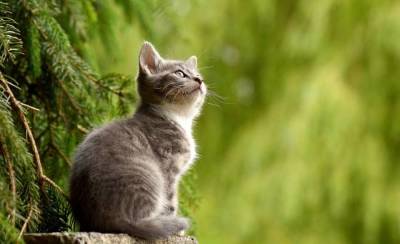 Что на самом деле видят кошки? Мифы и факты о кошачьем зрении - skuke.net