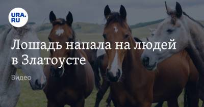 Лошадь напала на людей в Златоусте. Видео - ura.news - Челябинская обл. - Златоуст