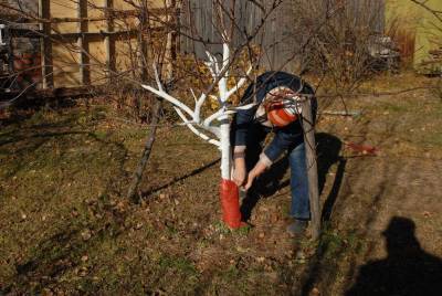 Как защитить деревья в саду от нашествия грызунов зимой? - skuke.net
