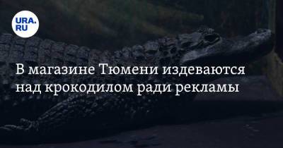 В магазине Тюмени издеваются над крокодилом ради рекламы. «Все под контролем» - ura.news - Тюмень - Экология