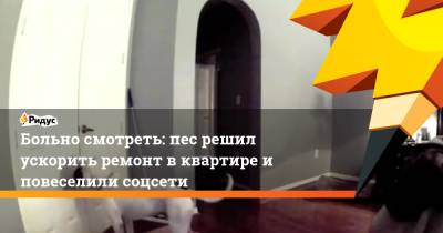 Больно смотреть: пес решил ускорить ремонт в квартире и повеселили соцсети - ridus.ru