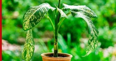 Ядовитые растения: какие комнатные цветы могут вызвать аллергию или ожог - profile.ru