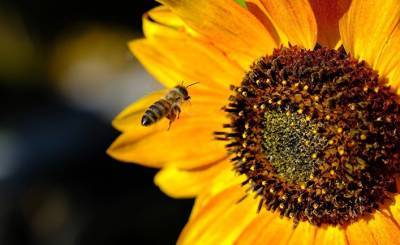 Al Jazeera (Катар): египетские ученые используют пчелиный яд при лечении рака печени - inosmi.ru - Египет - Каир - Катар