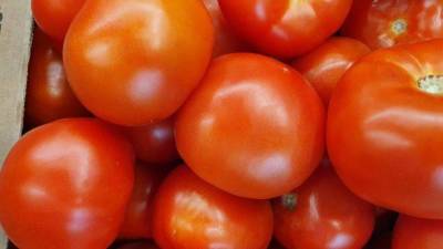 Почему помидоры внутри белые и жесткие, и созревают наполовину: советы огородникам - skuke.net