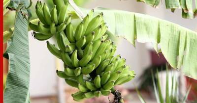Родом из тропиков: можно ли вырастить банан в комнатных условиях - profile.ru