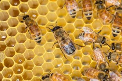 Al Jazeera: Пчелиный яд является "подходящим кандидатом" для лечения рака печени - actualnews.org - Египет - Каир