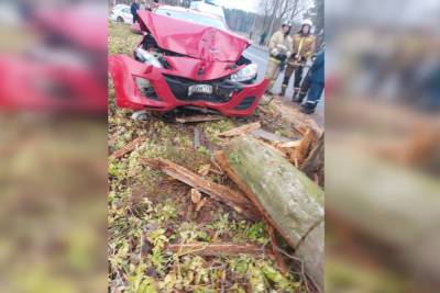 Гонщица на красной иномарке повалила дерево в Парголово - spb.mk.ru - Санкт-Петербург - Парголово