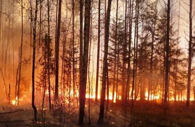 Кузбасс всерьёз занялся проблемой лесных пожаров и вырубки - newsland.com - Россия