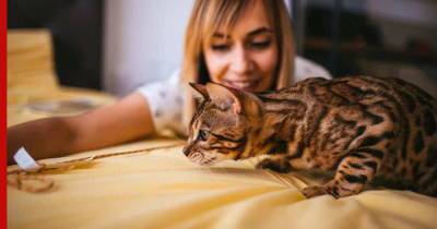 Кошки для одиноких людей: общительные и ласковые породы, которые эмоционально поддержат - profile.ru