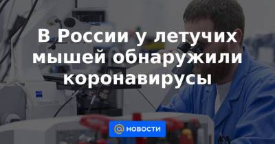 В России у летучих мышей обнаружили коронавирусы - news.mail.ru - Россия