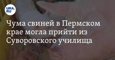 Чума свиней в Пермском крае могла прийти из Суворовского училища - ura.news - Пермь - Свердловская обл. - Пермский край