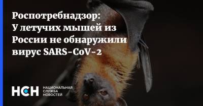 Роспотребнадзор: У летучих мышей из России не обнаружили вирус SARS-CoV-2 - nsn.fm - Россия
